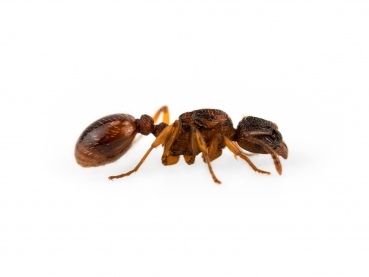 Myrmica rubra